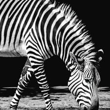 Leopard Spots and Zebra Stripes: Fraud and Behavioral Analytics