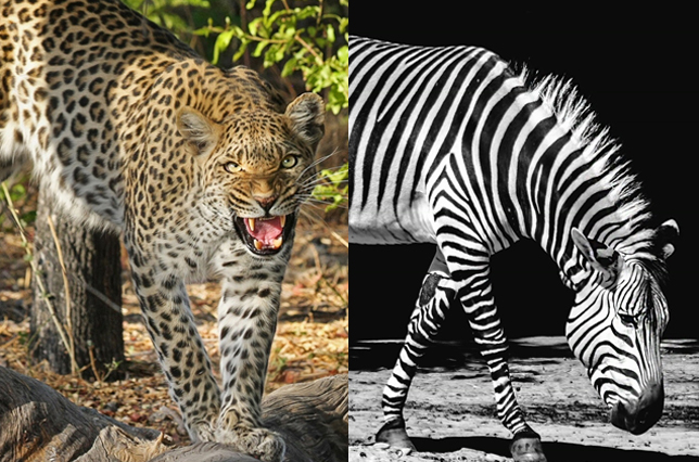 Leopard Spots and Zebra Stripes: Big Data and Identity Management